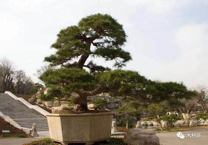 黑松景观树盆景怎样造型设计 图片