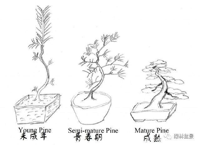 图解 小品黑松盆景的制作要点