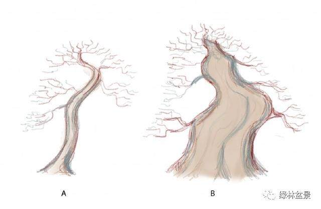 图解 小品黑松盆景的制作要点