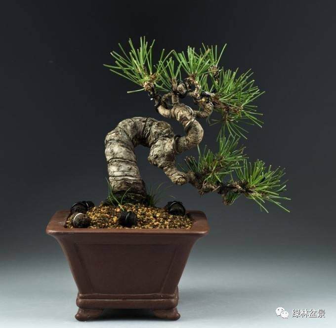 图解 小品黑松盆景的制作要点