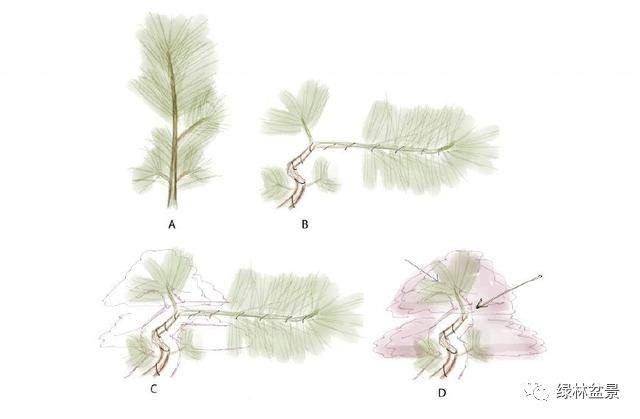 图解 小品黑松盆景的制作要点