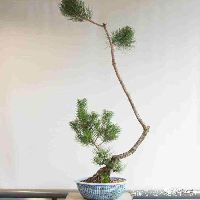 图解 小品黑松盆景的制作要点