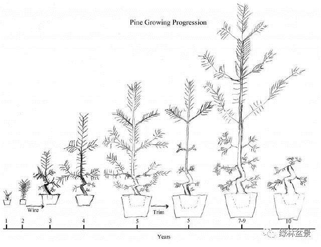 图解 小品黑松盆景的制作要点