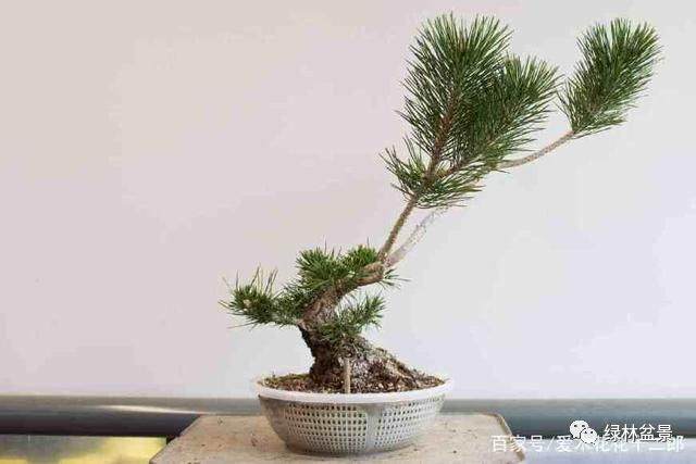 图解 小品黑松盆景的制作要点