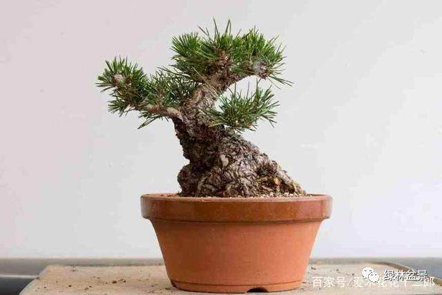 图解 小品黑松盆景的制作要点