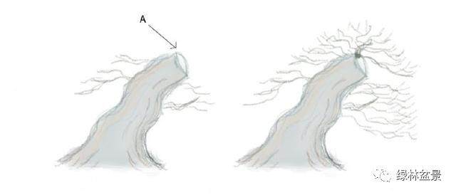 图解 小品黑松盆景的制作要点