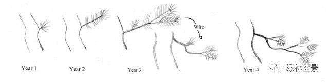 图解 小品黑松盆景的制作要点