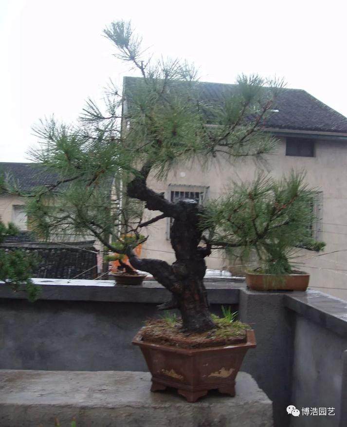 图解 黑松盆景《探索》的制作历程 31幅