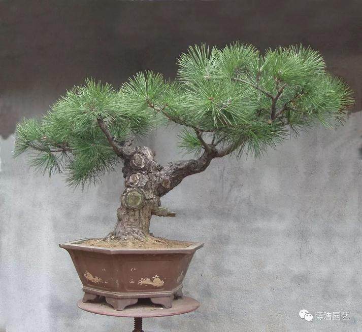 图解 黑松盆景《探索》的制作历程 31幅