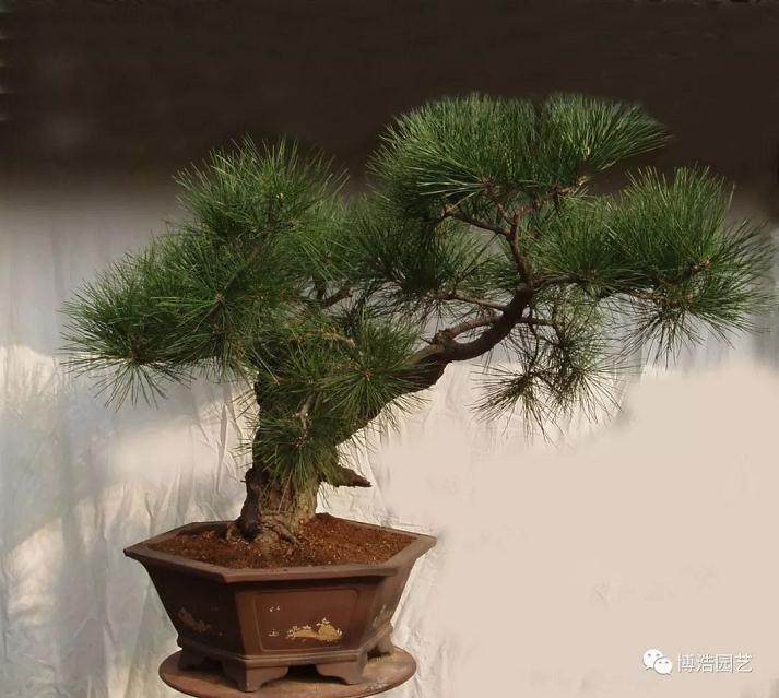 图解 黑松盆景《探索》的制作历程 31幅