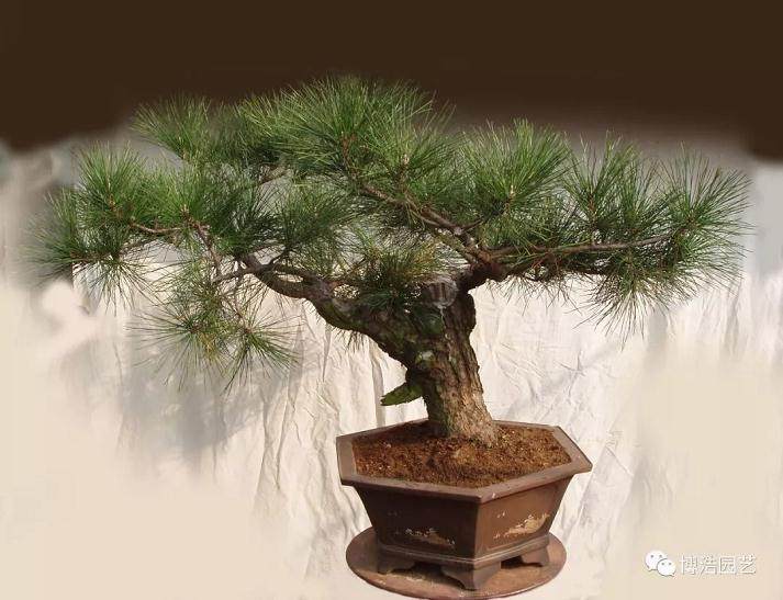 图解 黑松盆景《探索》的制作历程 31幅