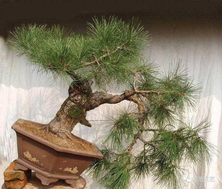 图解 黑松盆景《探索》的制作历程 31幅