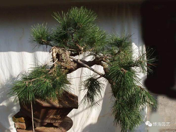 图解 黑松盆景《探索》的制作历程 31幅