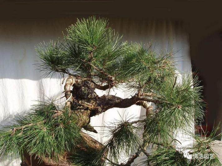 图解 黑松盆景《探索》的制作历程 31幅