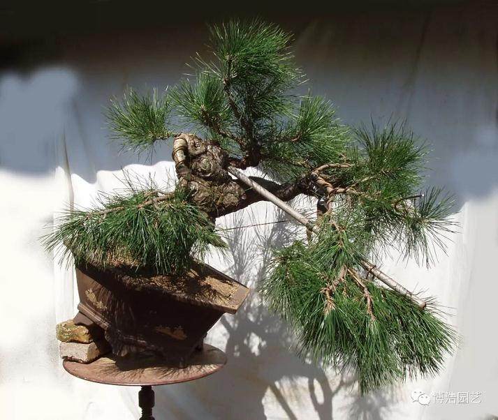 图解 黑松盆景《探索》的制作历程 31幅