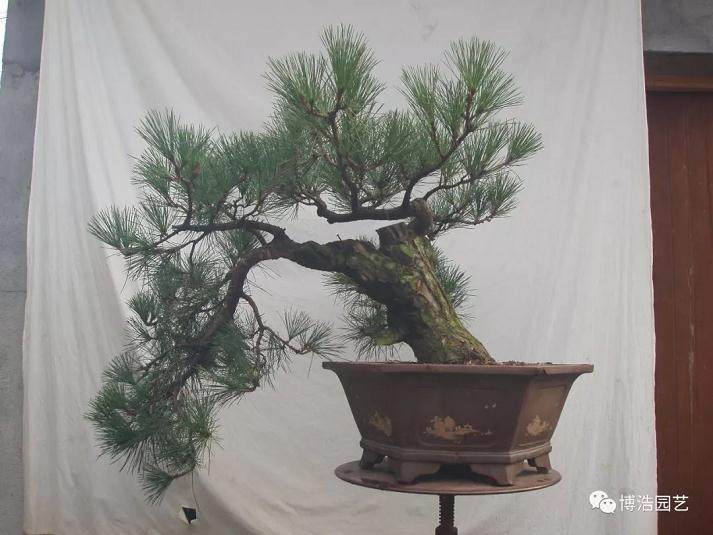 图解 黑松盆景《探索》的制作历程 31幅