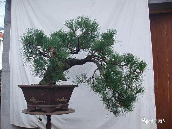 图解 黑松盆景《探索》的制作历程 31幅