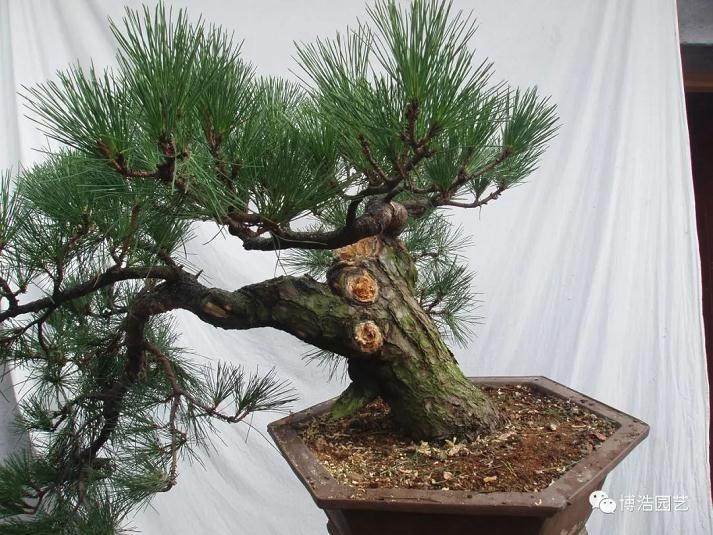 图解 黑松盆景《探索》的制作历程 31幅