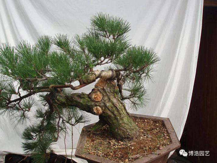 图解 黑松盆景《探索》的制作历程 31幅
