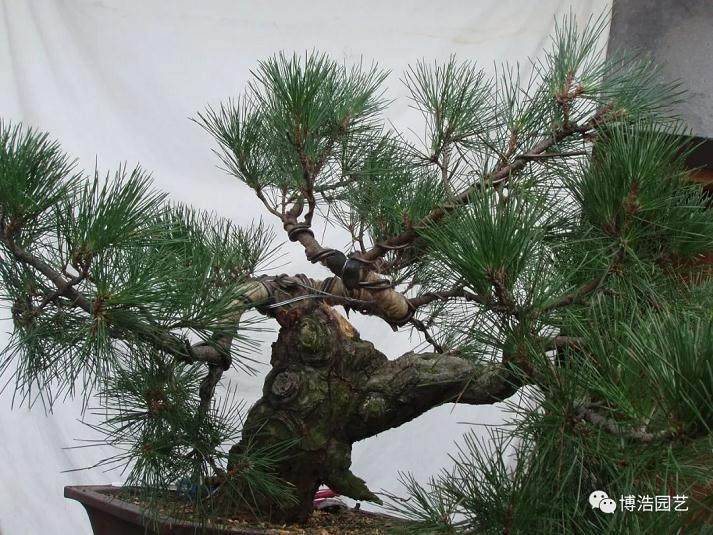 图解 黑松盆景《探索》的制作历程 31幅