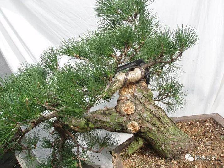 图解 黑松盆景《探索》的制作历程 31幅