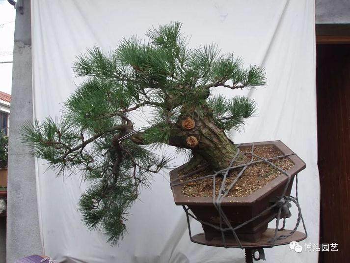 图解 黑松盆景《探索》的制作历程 31幅