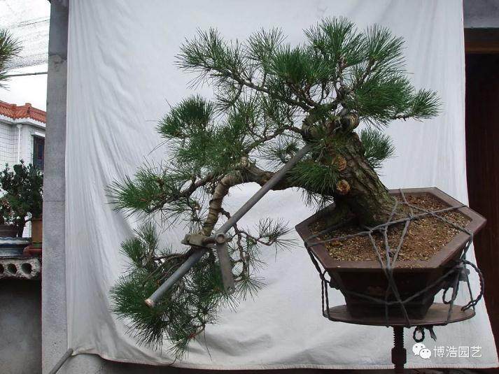 图解 黑松盆景《探索》的制作历程 31幅