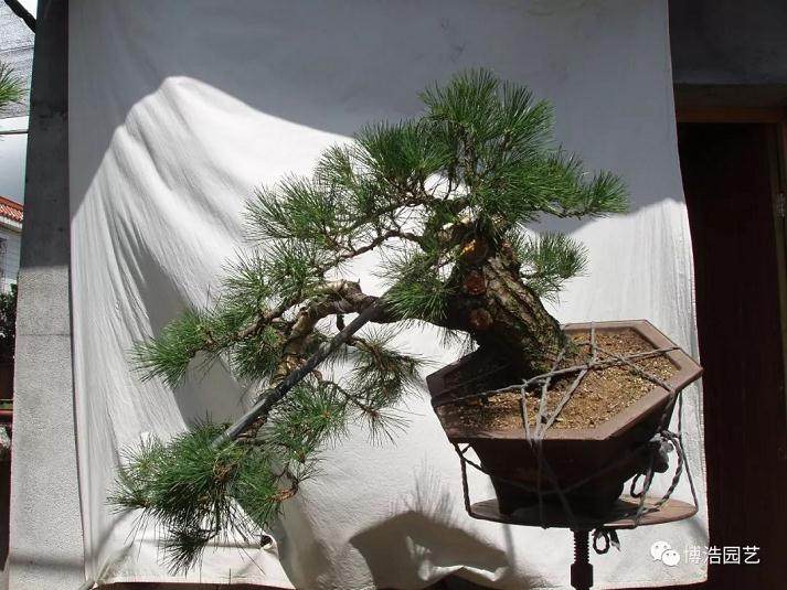 图解 黑松盆景《探索》的制作历程 31幅