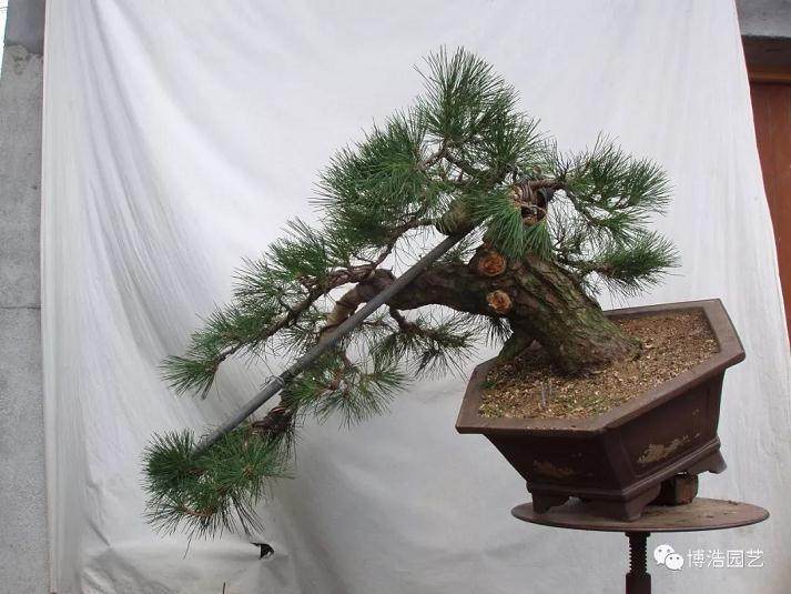 图解 黑松盆景《探索》的制作历程 31幅