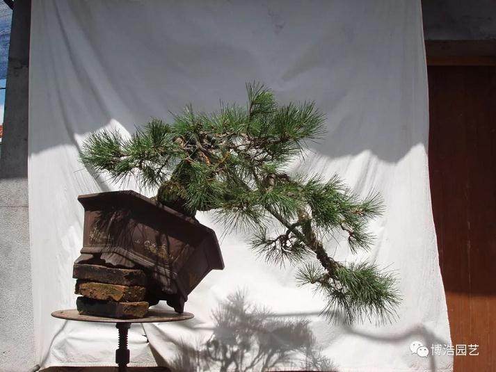 图解 黑松盆景《探索》的制作历程 31幅