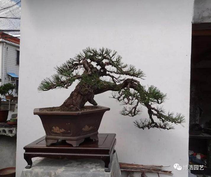 图解 黑松盆景《探索》的制作历程 31幅