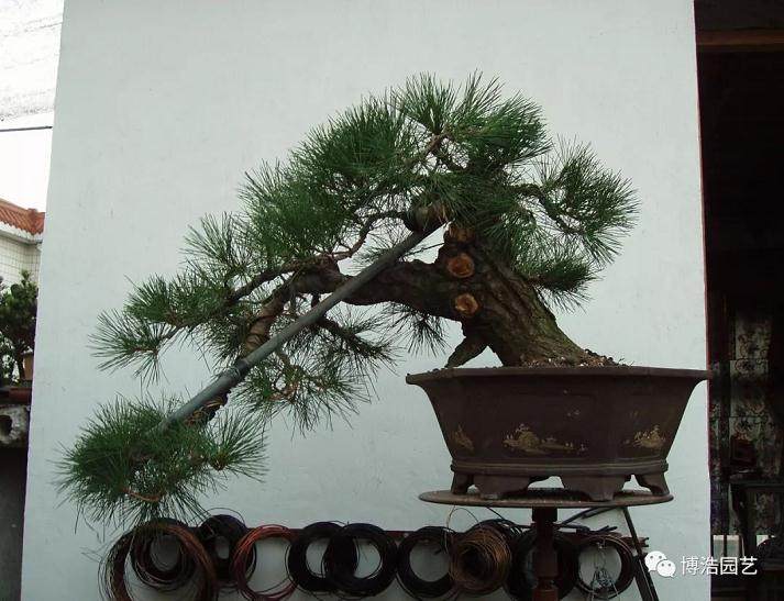 图解 黑松盆景《探索》的制作历程 31幅