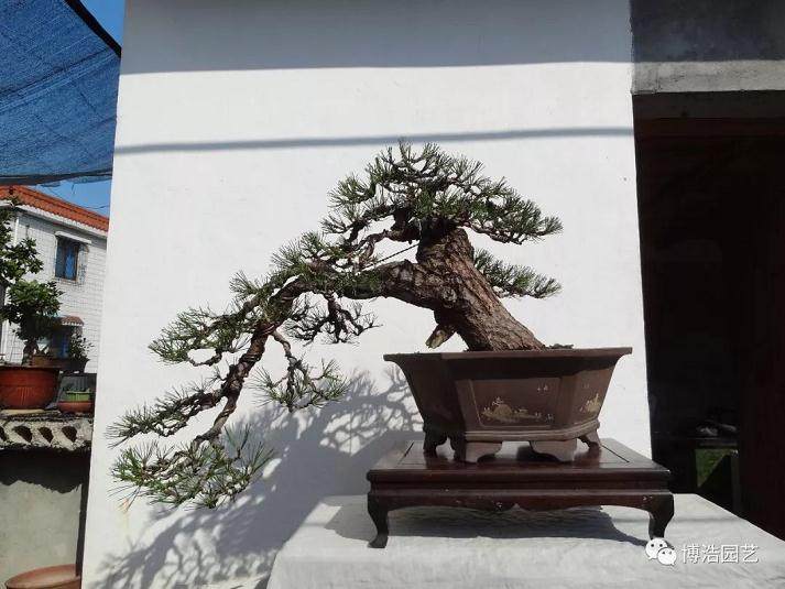 图解 黑松盆景《探索》的制作历程: