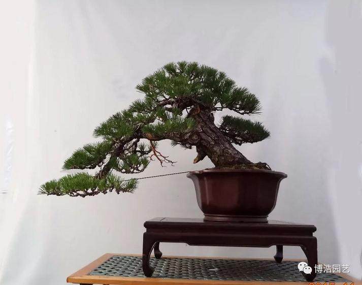 图解 黑松盆景《探索》的制作历程 31幅