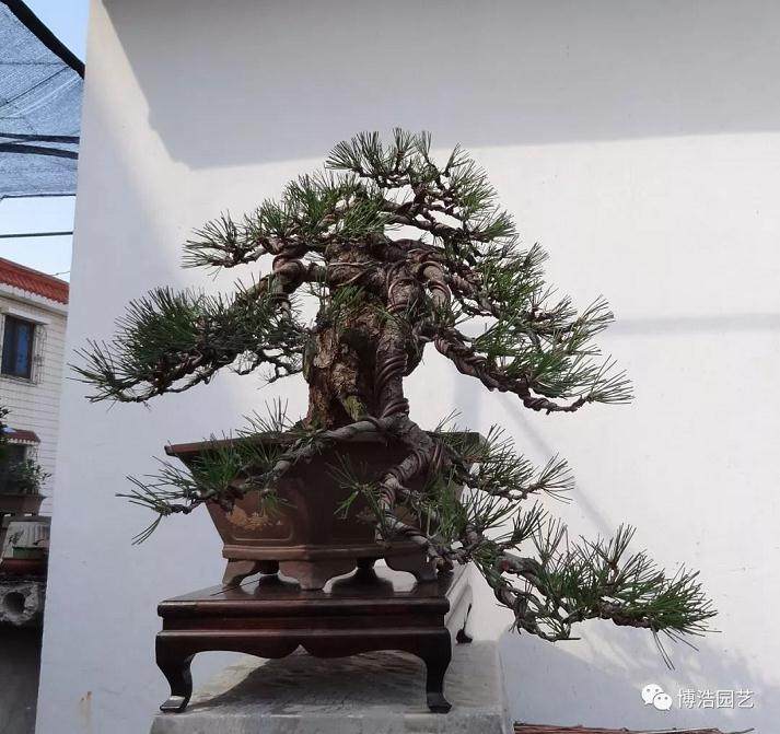 图解 黑松盆景《探索》的制作历程 31幅