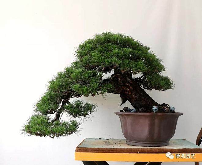 图解 黑松盆景《探索》的制作历程 31幅