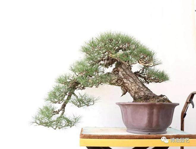 图解 黑松盆景《探索》的制作历程 31幅