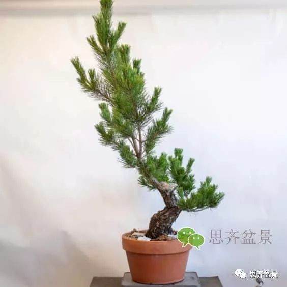 图解 黑松盆景的夏季管理日常 缩剪与切芽