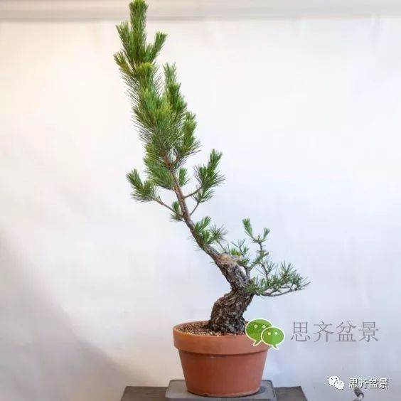 图解 黑松盆景的夏季管理日常 缩剪与切芽