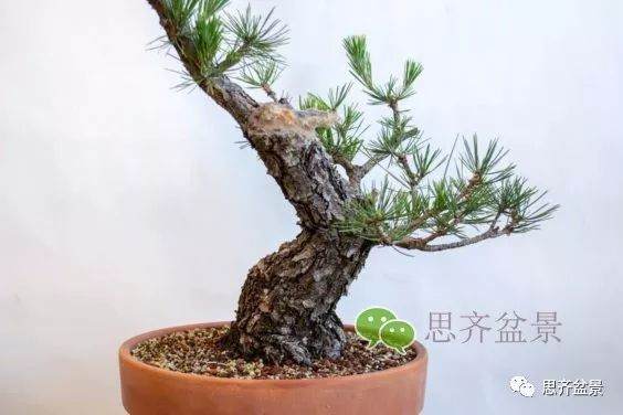 图解 黑松盆景夏季怎么缩剪与切芽