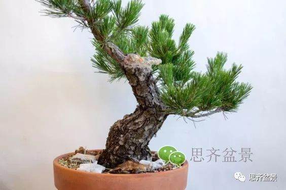 图解 黑松盆景的夏季管理日常 缩剪与切芽