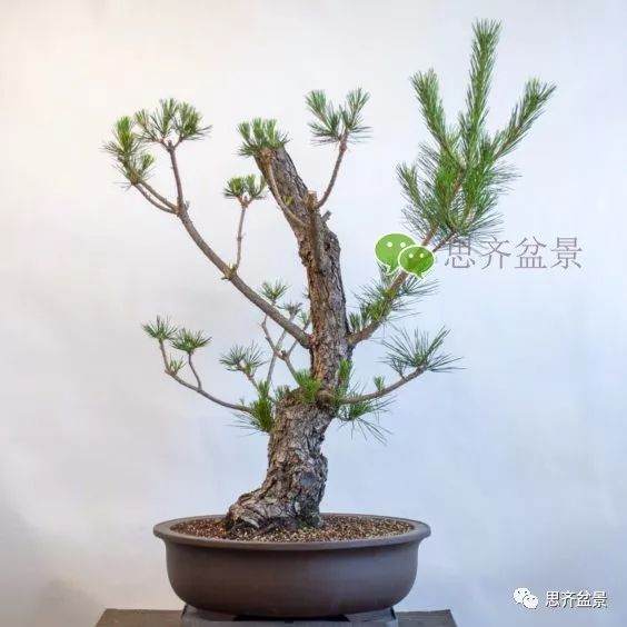 图解 黑松盆景夏季怎么缩剪与切芽