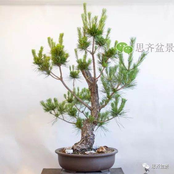 图解 黑松盆景夏季怎么缩剪与切芽