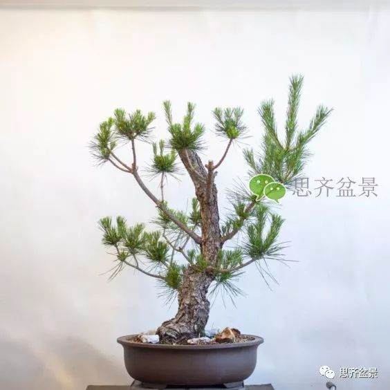 图解 黑松盆景夏季怎么缩剪与切芽