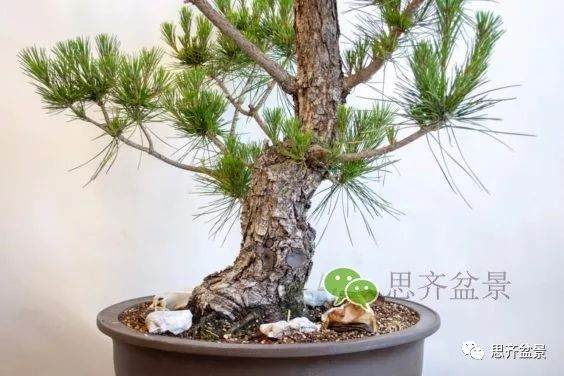 图解 黑松盆景夏季怎么缩剪与切芽