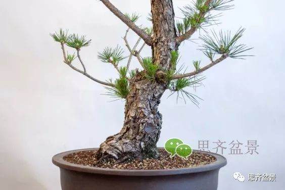 图解 黑松盆景夏季怎么缩剪与切芽