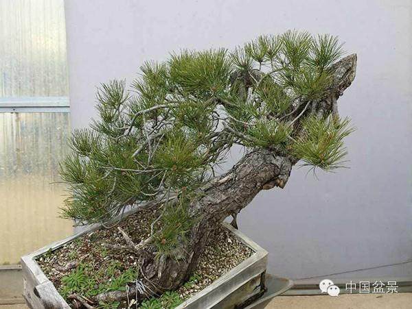 黑松盆景 虽好岂能偷挖 违法者被处罚