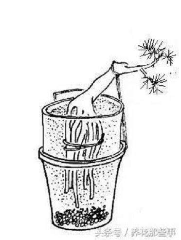 图解 黑松提根小品盆景的制作方法