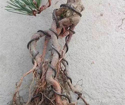 图解 黑松提根小品盆景的制作方法