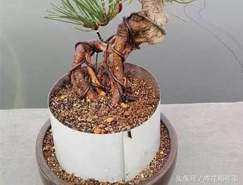 图解 黑松提根小品盆景的制作方法